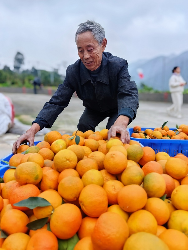 村民蔣明權(quán)正忙著沃柑搬運.jpg