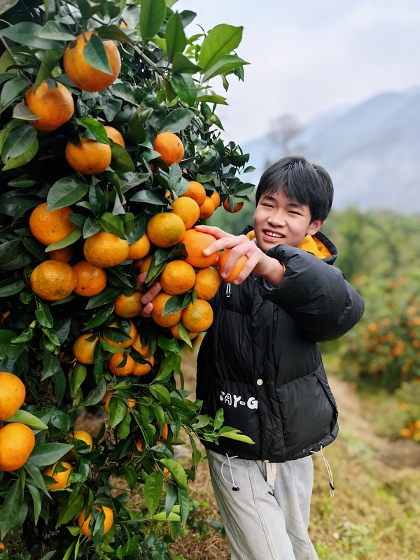 顧客正在采摘沃柑1.jpg