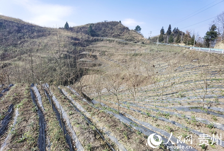 鹽膚木種植基地一隅。人民網(wǎng)記者 王秀芳攝