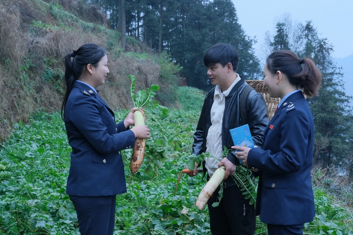 春節(jié)前夕，普安縣稅務(wù)局“助農(nóng)小分隊”走訪西隴村蘿卜種植基地，為農(nóng)戶和合作社送上稅惠紅利，將“稅味”融入年味。劉蘇慶 攝.jpg