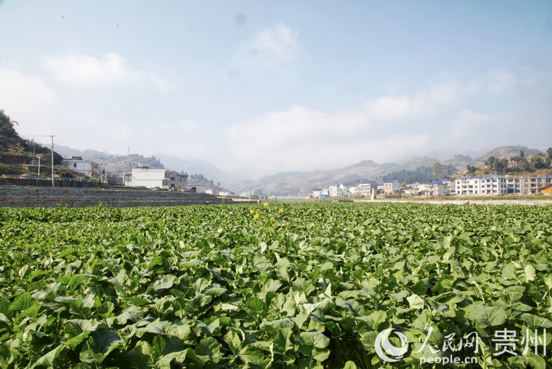 仁懷市茅壩鎮(zhèn)官院村大壩一角。人民網(wǎng) 龍章榆 攝