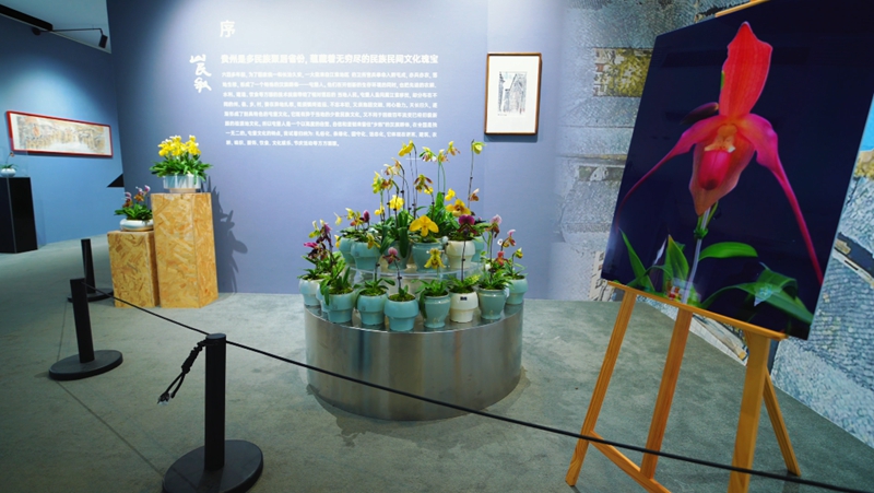 3、珍稀兜蘭綻放多彩貴州城，植物界“大熊貓”等你打卡。