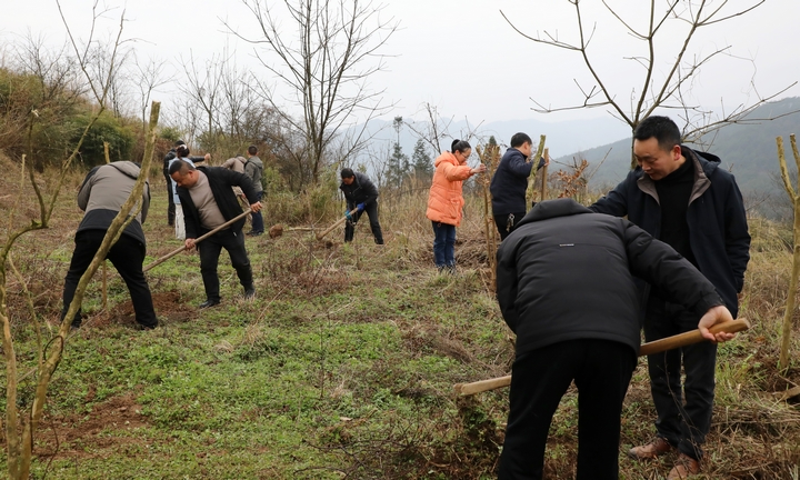 4、楚米鎮(zhèn)干部職工扶苗填土。 陳桂良攝.JPG