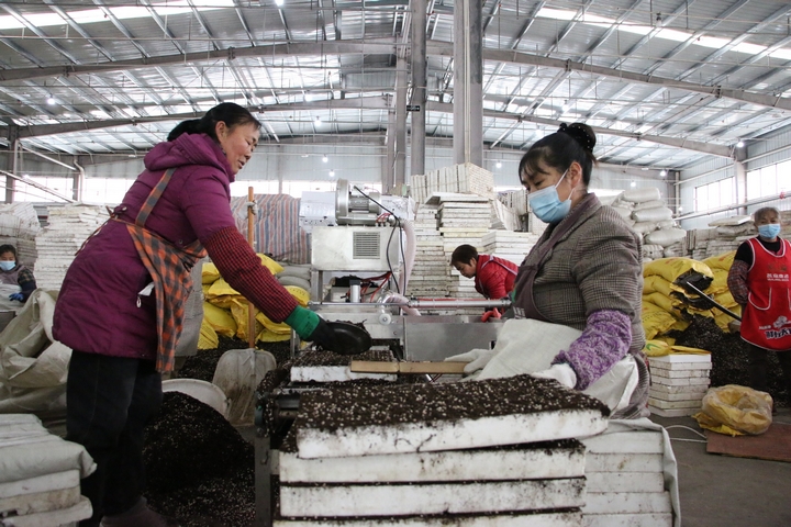 圖為貴州印江經(jīng)開區(qū)的印江梵凈紅食品有限公司播種車間內(nèi)，60余名工人在4臺(tái)全自動(dòng)育苗機(jī)旁緊密配合進(jìn)行辣椒育苗。  梅亞軍攝  (3).jpg