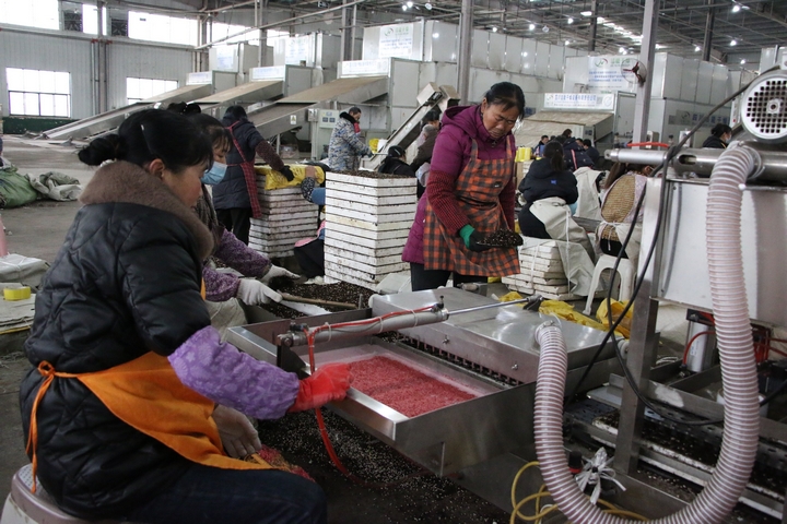 圖為貴州印江經(jīng)開區(qū)的印江梵凈紅食品有限公司播種車間內(nèi)，60余名工人在4臺(tái)全自動(dòng)育苗機(jī)旁緊密配合進(jìn)行辣椒育苗。  梅亞軍攝  (4).jpg