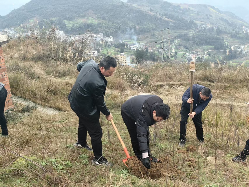 永安鎮(zhèn)植樹現(xiàn)場。