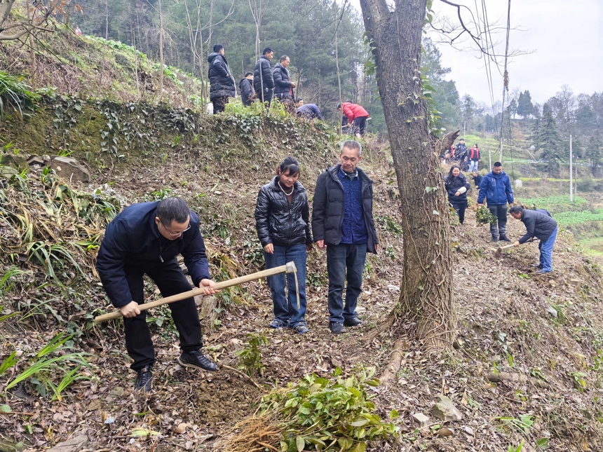 仙源鎮(zhèn)植樹(shù)現(xiàn)場(chǎng)。