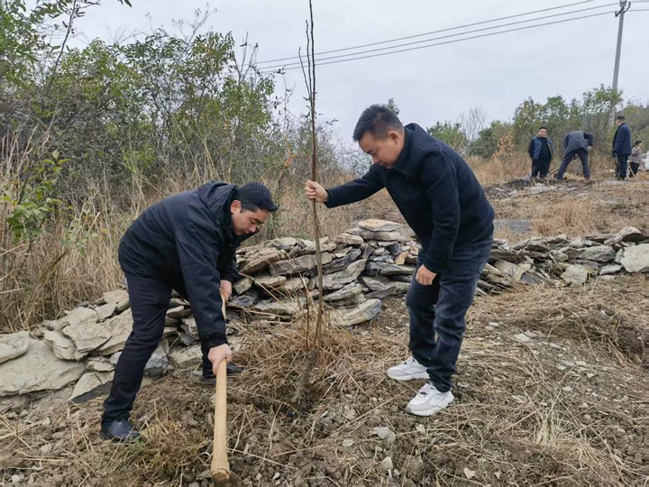 黃桶街道干部群眾義務植樹現(xiàn)場。