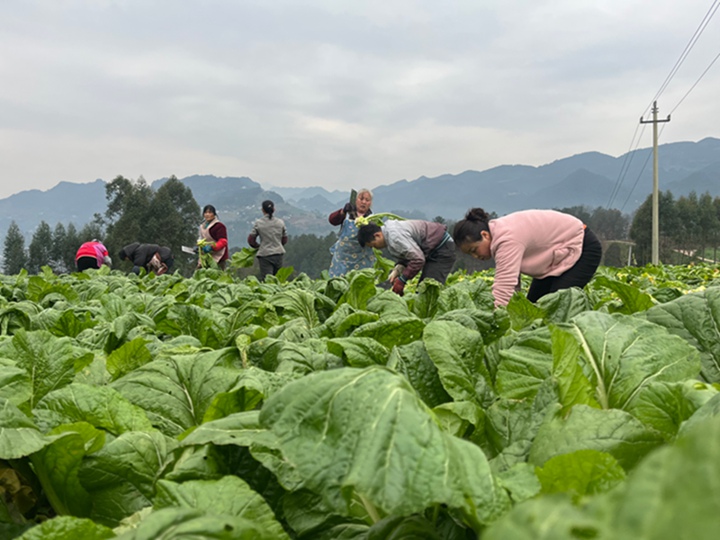 彎腰采收羊角菜的村民們 。