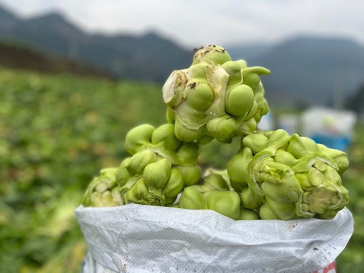 剛采收的羊角菜。