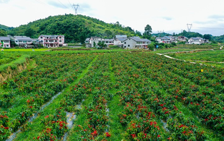 遵義市鴨溪鎮(zhèn)樂理辣椒種植基地。