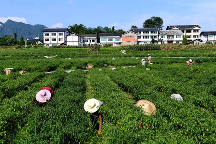遵義市綏陽縣辣椒基地村民正在除草。