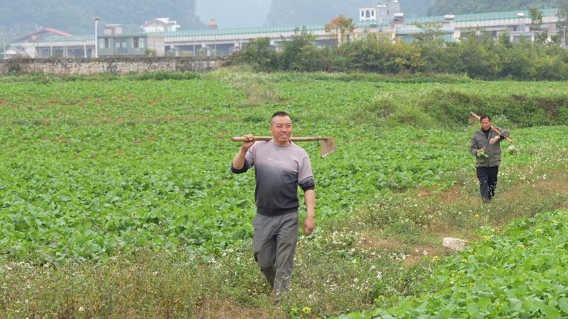 王久付行走在租種的土地中。