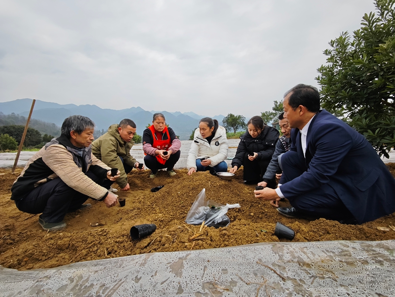 1、仁懷市魯班街道八竹村鮮食玉米育苗現(xiàn)場(chǎng)。.jpg