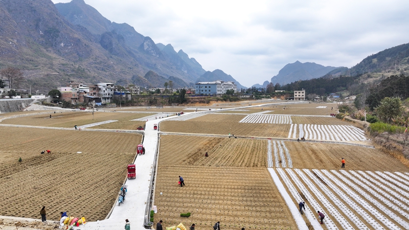 羅甸縣邊陽鎮(zhèn)興隆村蔬菜種植基地一角。