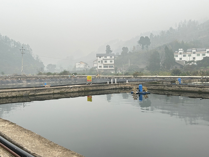 桐梓縣新站鎮(zhèn)關(guān)倉(cāng)村的縣級(jí)禾花鯉原良種基地。邱莉婭攝