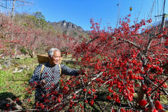 村民采摘山茱萸（資料圖）。陳飛攝