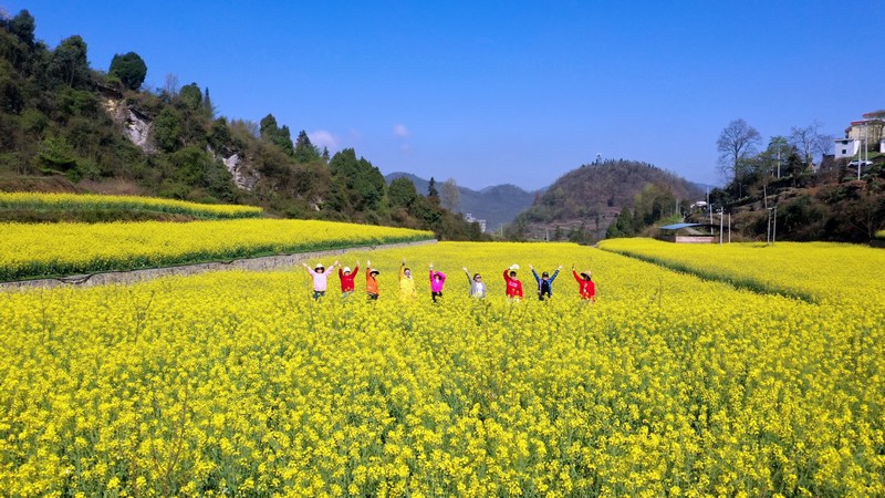 沔山村高標(biāo)準(zhǔn)農(nóng)田內(nèi)，油菜花盛開迎客。