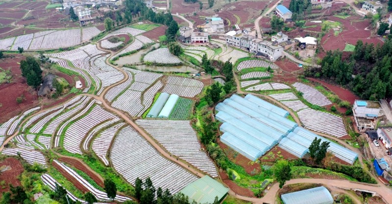 醒民鎮(zhèn)蔬菜基地。