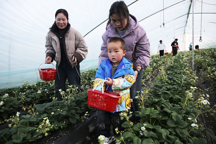 游客帶著小孩在歡喜田園草莓園種植大棚內(nèi)體驗采摘樂趣。
