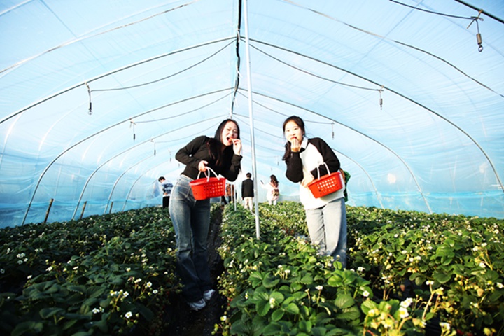 游客正在歡喜田園草莓園種植大棚內(nèi)邊采摘邊品嘗草莓。