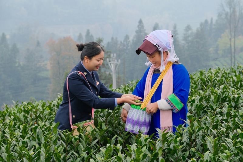 普安縣稅務(wù)局“助農(nóng)小分隊(duì)”到細(xì)寨茶園開(kāi)展稅費(fèi)服務(wù)活動(dòng)，響應(yīng)茶企、茶農(nóng)訴求，輔導(dǎo)解決涉稅疑難問(wèn)題。劉蘇慶攝
