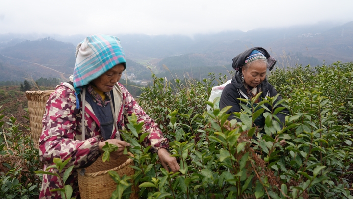 1 圖為鎮(zhèn)寧本寨鎮(zhèn)春茶飄香采摘忙 茶園吐綠送希望。