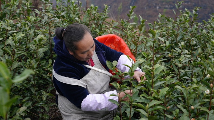 2 圖為鎮(zhèn)寧本寨鎮(zhèn)春茶飄香采摘忙 茶園吐綠送希望。