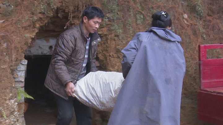 3 圖為窖藏了一整個冬天的鎮(zhèn)寧小黃姜“火辣”出山。