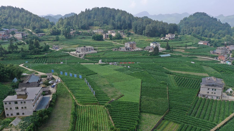 1 圖為特色農(nóng)業(yè)發(fā)展基地.jpg