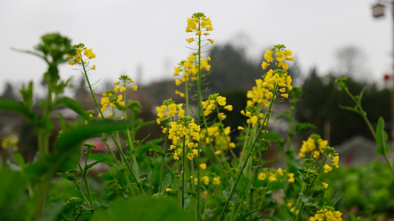 油菜花。