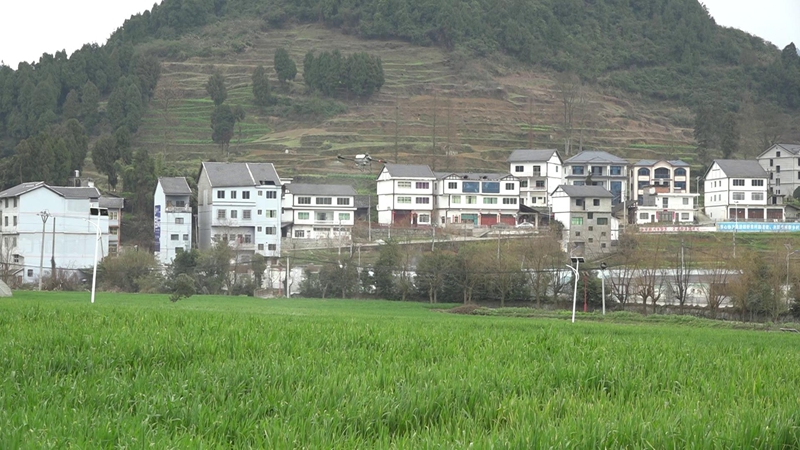 3、官倉(cāng)鎮(zhèn)紅旗社區(qū)無(wú)人機(jī)病蟲害防治 。 程建平攝.jpg