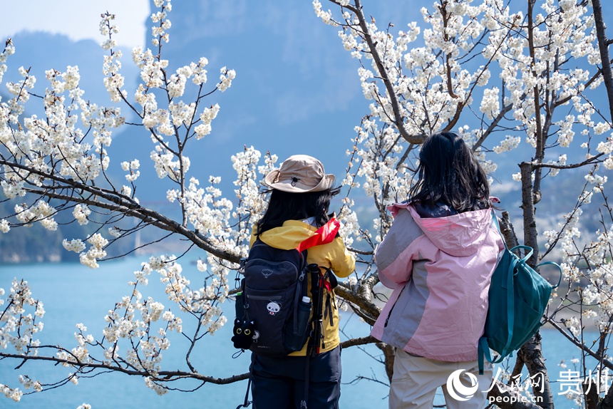前來賞花的游客在盛開的櫻桃花前拍照。人民網(wǎng)記者 涂敏攝