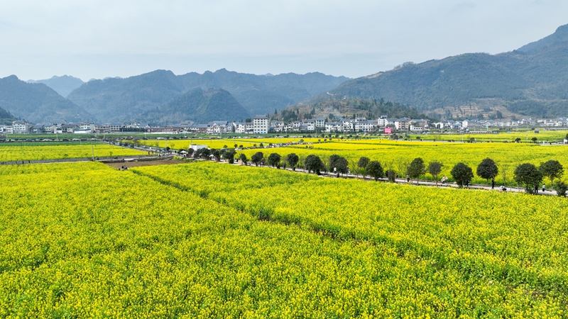 1 圖為綏陽縣旺草鎮(zhèn)的萬畝油菜花基地.jpg