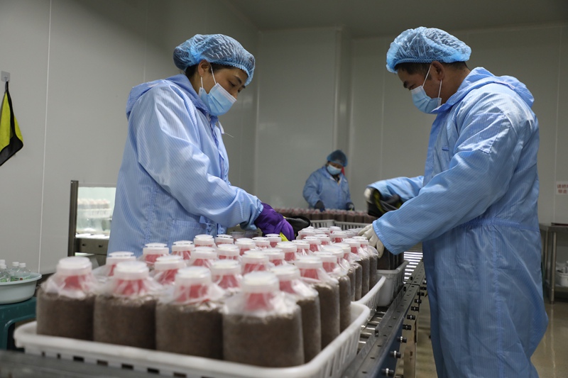 工人正在對菌棒進行外部清潔。