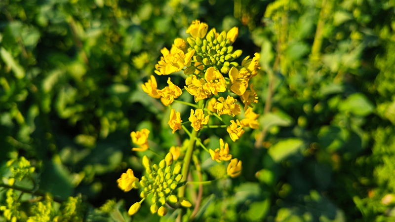 油菜花。