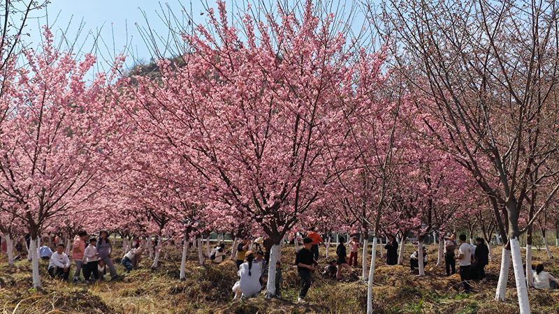 貴定金海雪山櫻花迎春綻放。