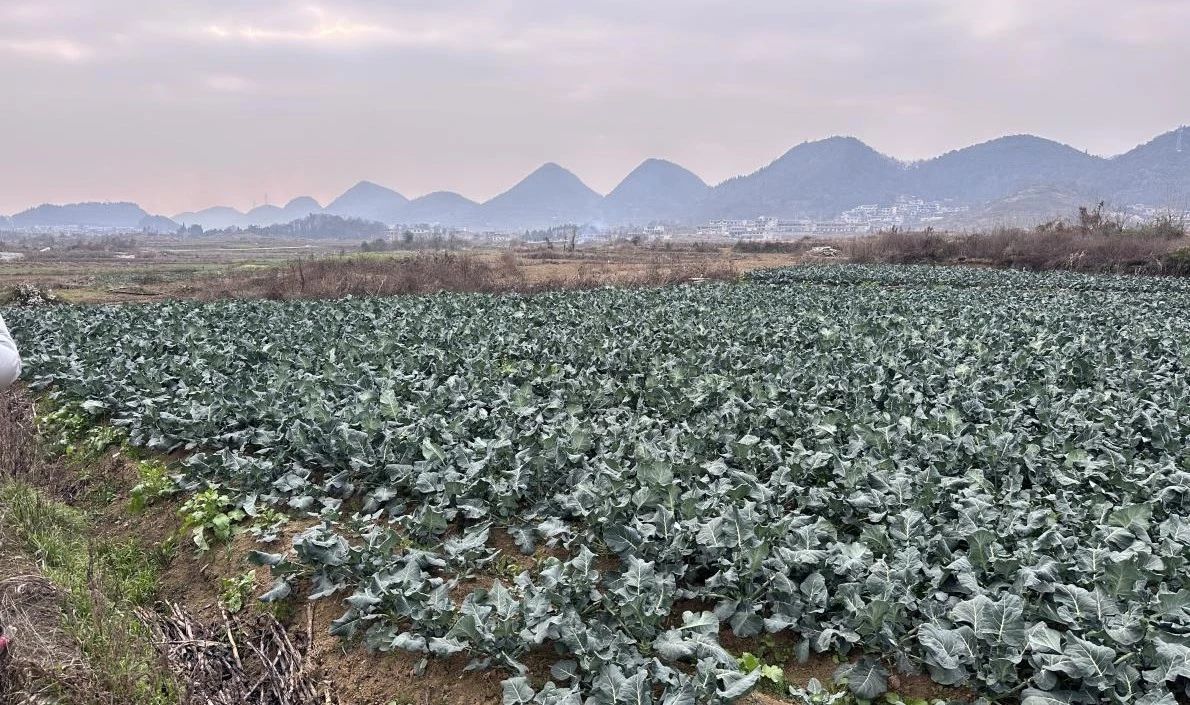 圖為馬官鎮(zhèn)蔬菜種植基地。