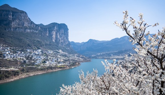 貴州清鎮(zhèn)：萬畝櫻桃花盛開