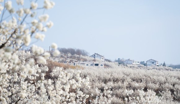貴州納雍：櫻花朵朵 盡染春山
