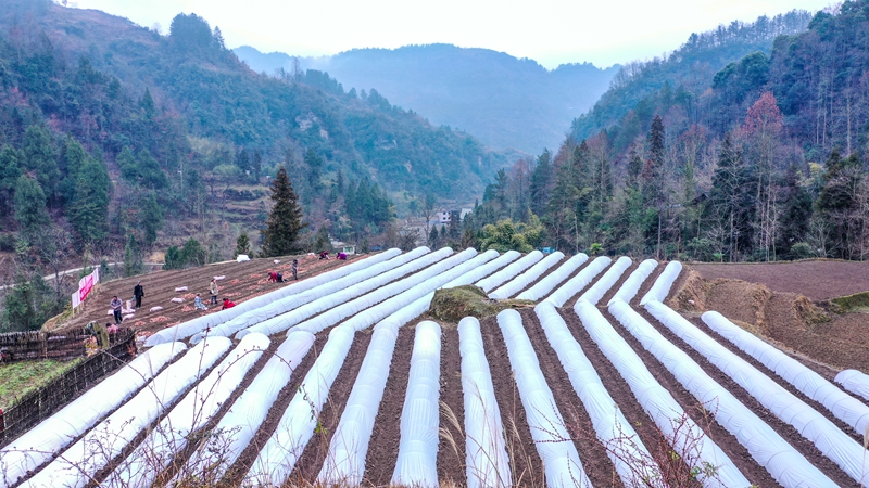 奏響“春耕曲”，紅薯育苗忙。