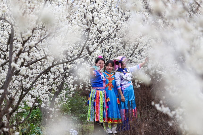 游客在平山鎮(zhèn)江南社區(qū)櫻桃花海打卡拍照。陳春志攝