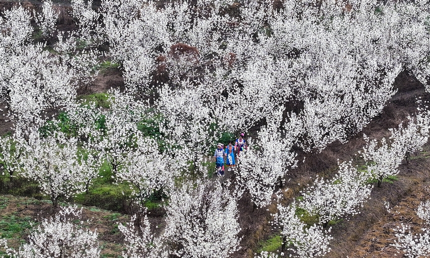 游客在平山鎮(zhèn)江南社區(qū)櫻桃花海游玩 。陳春志攝