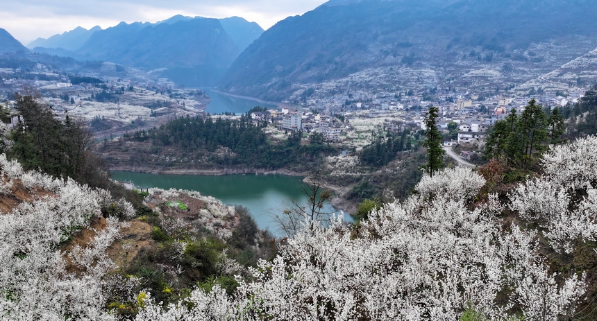 在赫章縣平山鎮(zhèn)江南社區(qū)拍攝的櫻桃花。陳春志攝