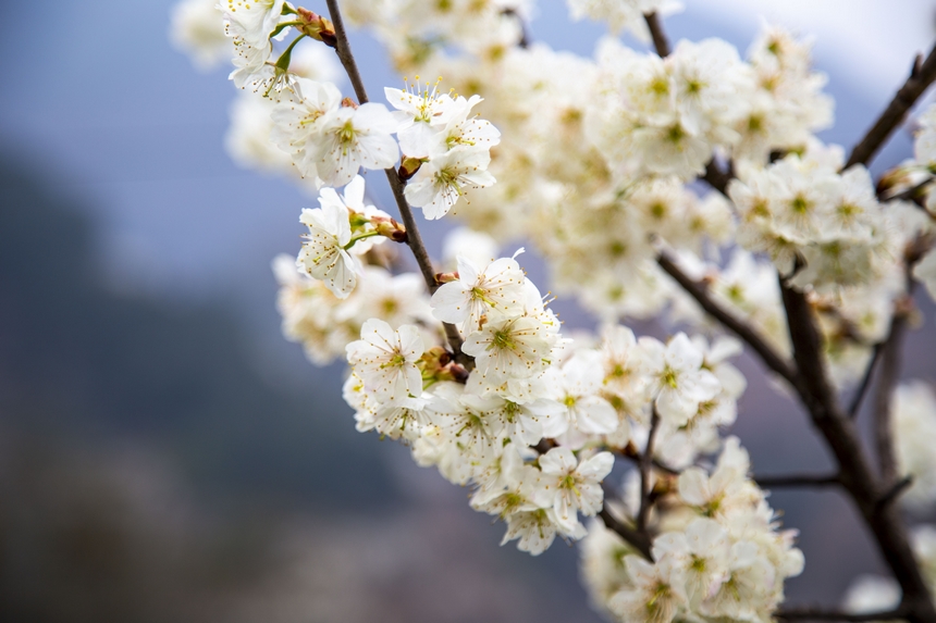 在赫章縣古達(dá)鄉(xiāng)水營(yíng)村拍攝的櫻桃花 。湯斌攝