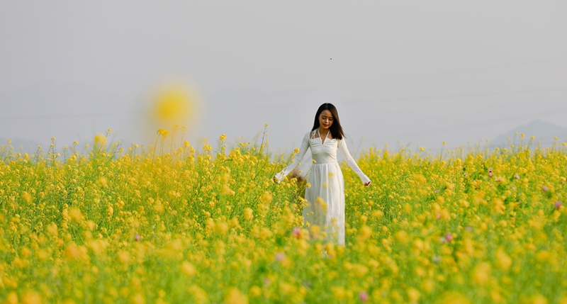油菜花。