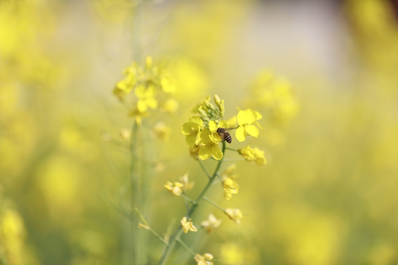 油菜花。