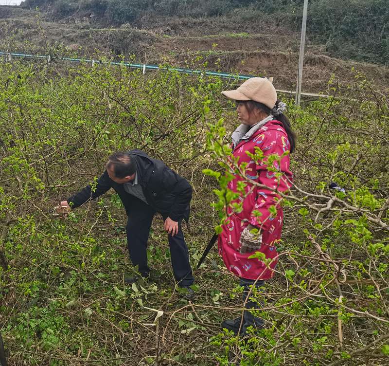 茶園鎮(zhèn)農(nóng)業(yè)服務(wù)中心專業(yè)農(nóng)技人員正在給老百姓講解刺梨管護(hù)、病蟲害防治、田間管理等方法。