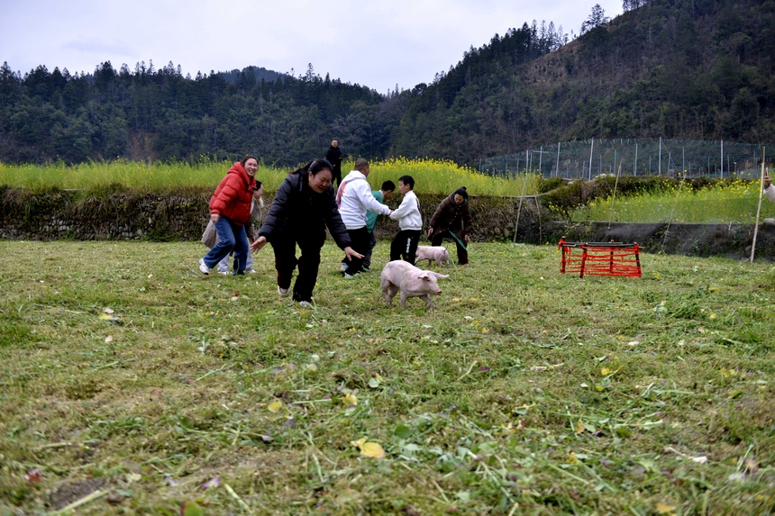 村民在榕江縣寨蒿鎮(zhèn)平堡村參加“趕豬歸圈”活動。