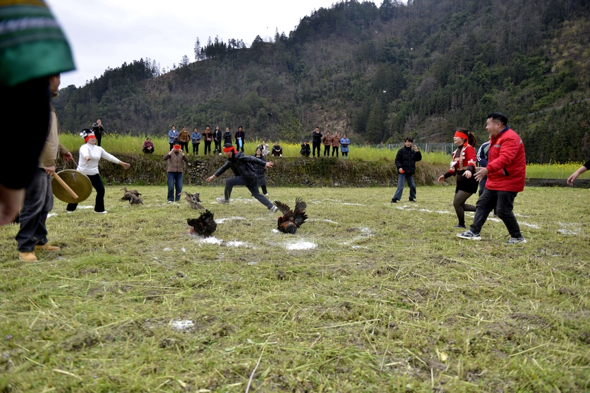 村民在榕江縣寨蒿鎮(zhèn)平堡村參加“蒙眼抓雞鴨”活動(dòng)。